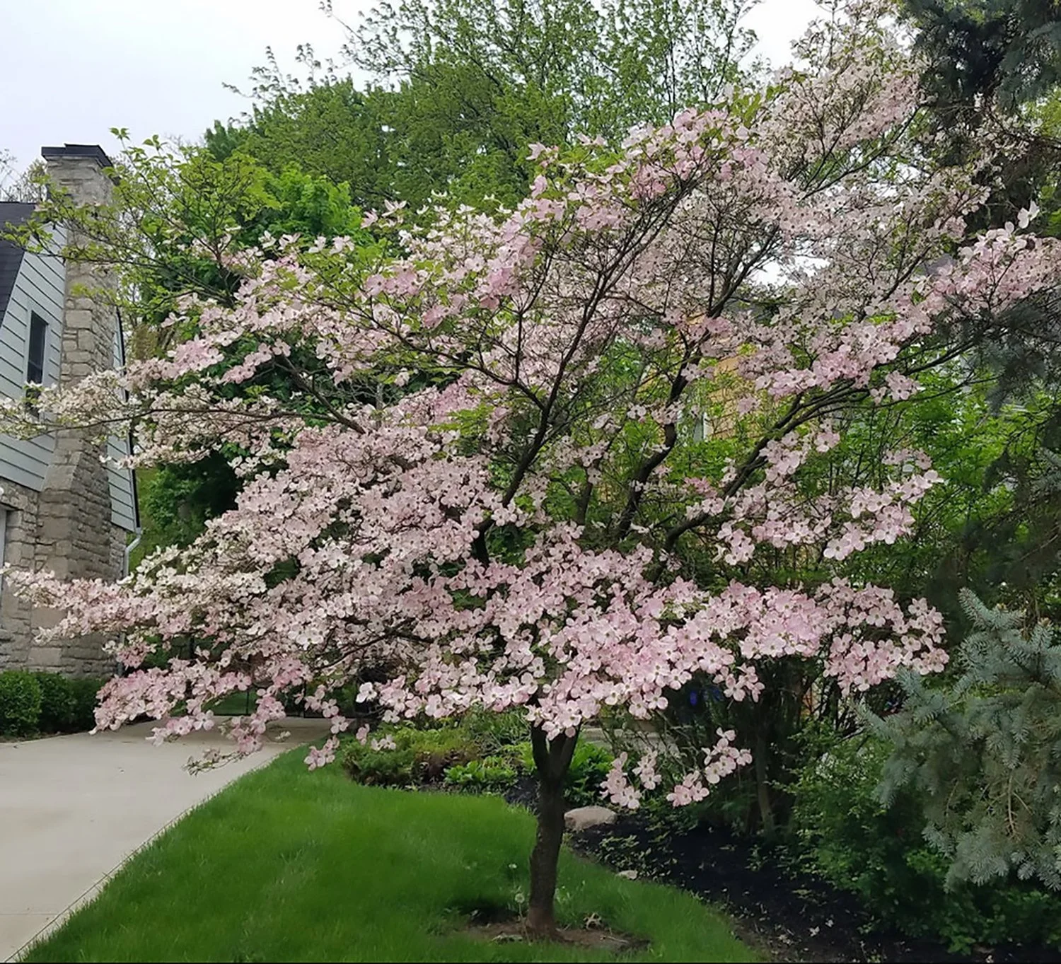Stellar Pink Japanese Dogwood — Canada Green Nursery and Garden Center